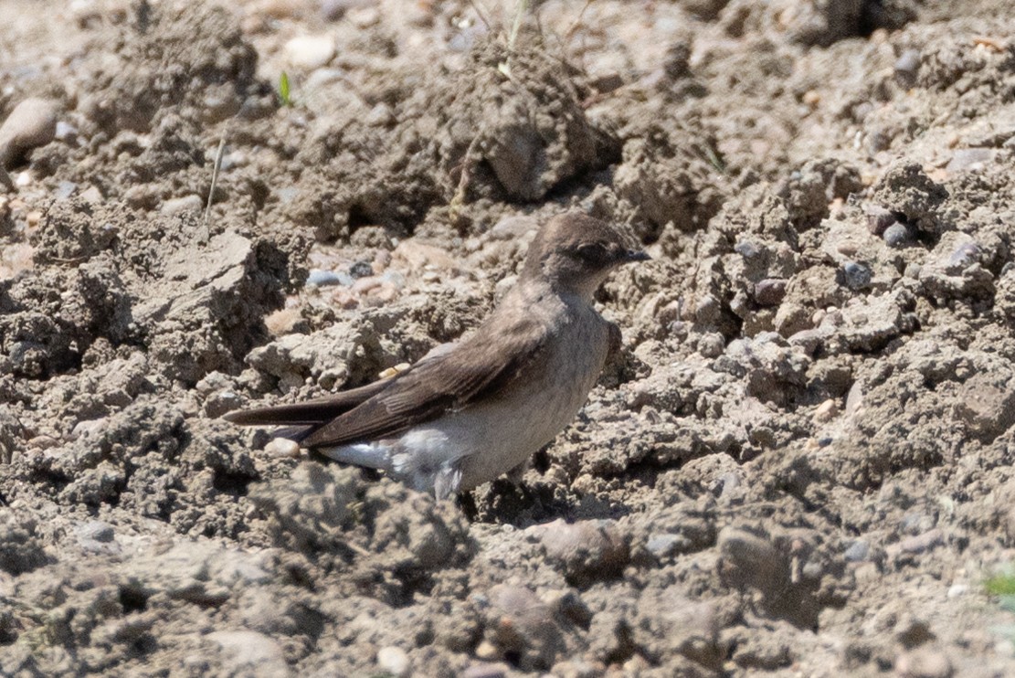 Northern Rough-winged Swallow - ML616685428