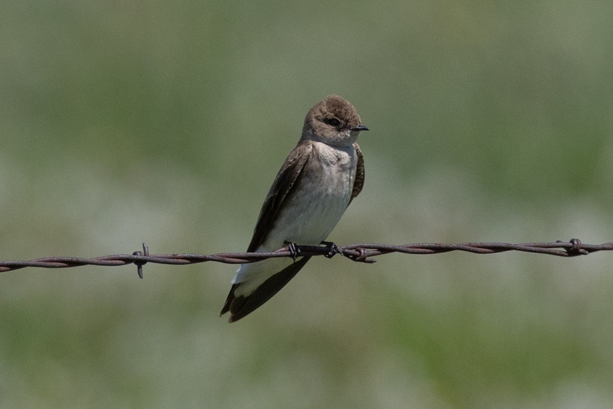 Northern Rough-winged Swallow - ML616685429