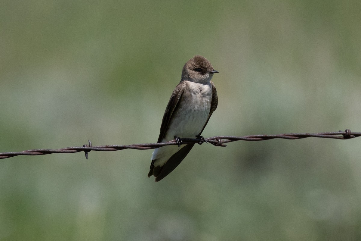 Northern Rough-winged Swallow - ML616685430