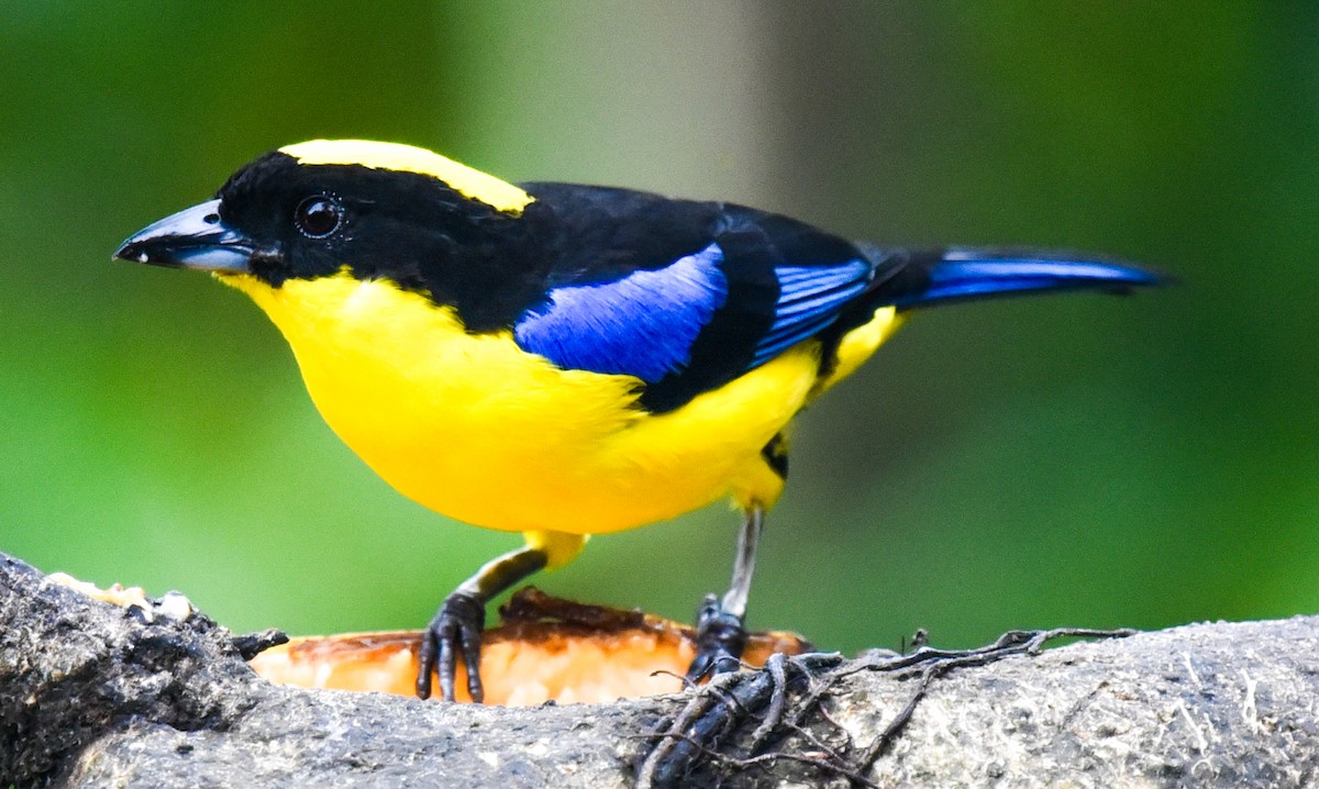 Blue-winged Mountain Tanager (Blue-winged) - ML616685494