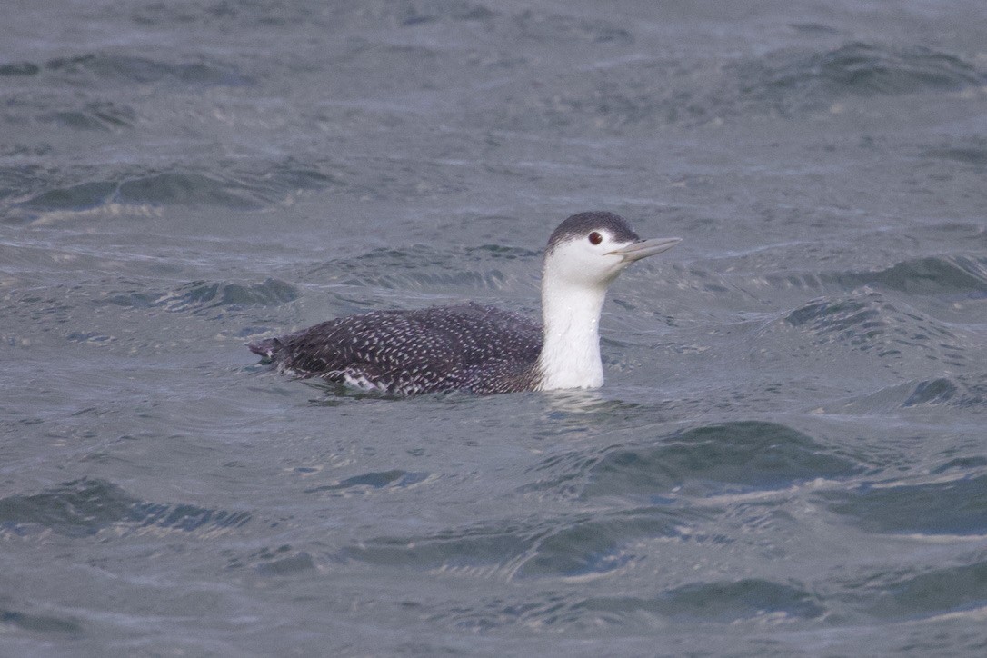 Red-throated Loon - ML616685785