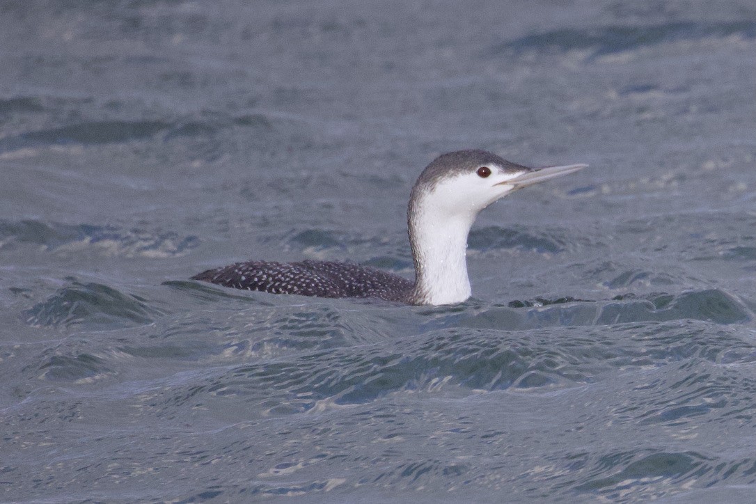 Red-throated Loon - ML616685786