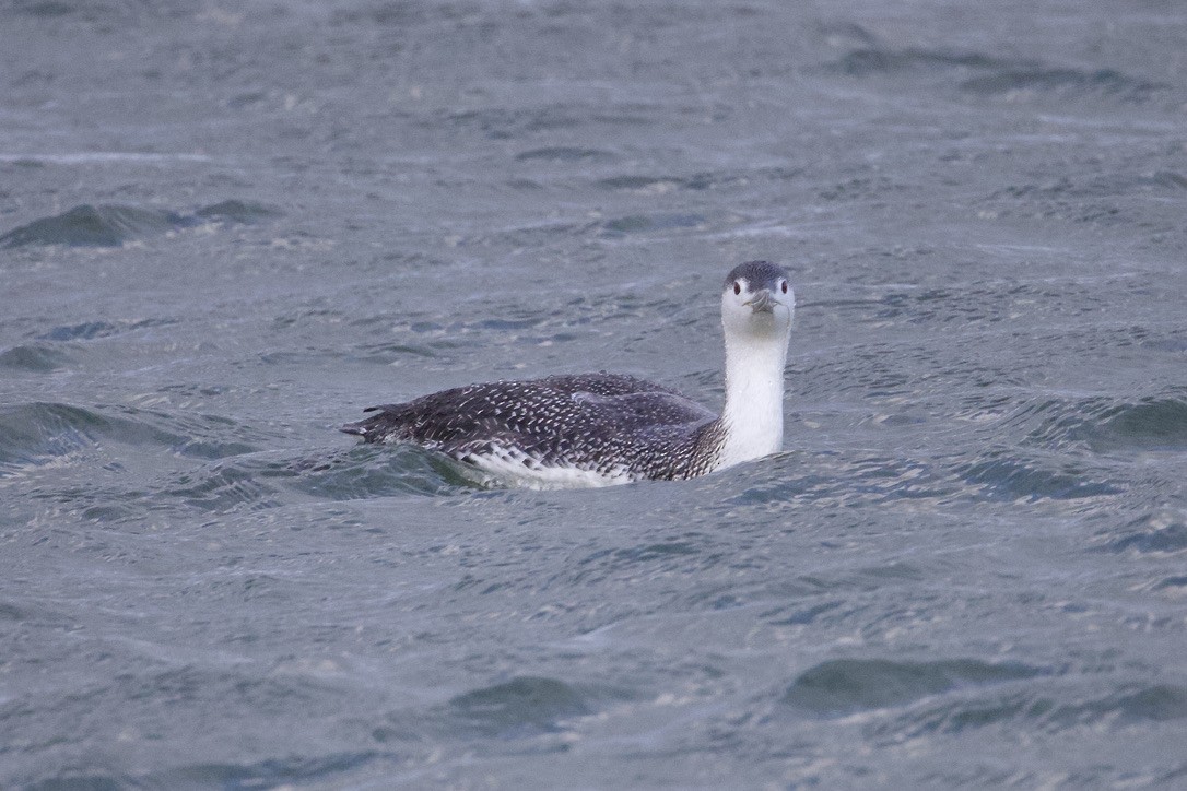 Red-throated Loon - ML616685787