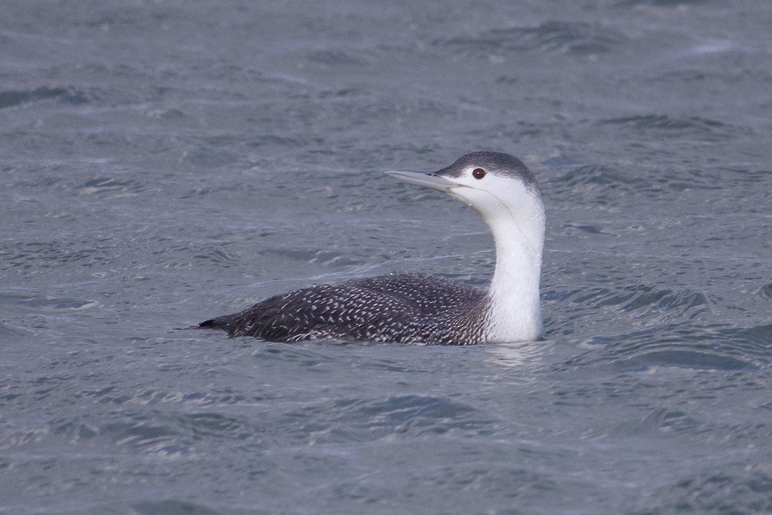 Red-throated Loon - ML616685788