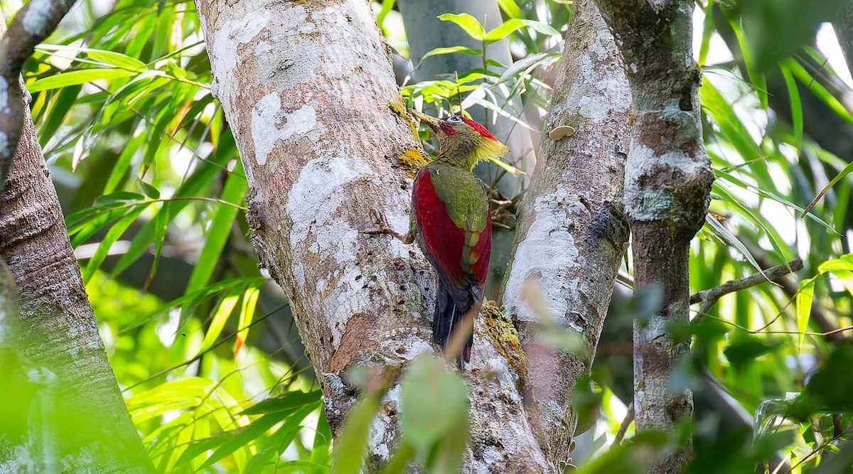 Crimson-winged Woodpecker - Brian Small
