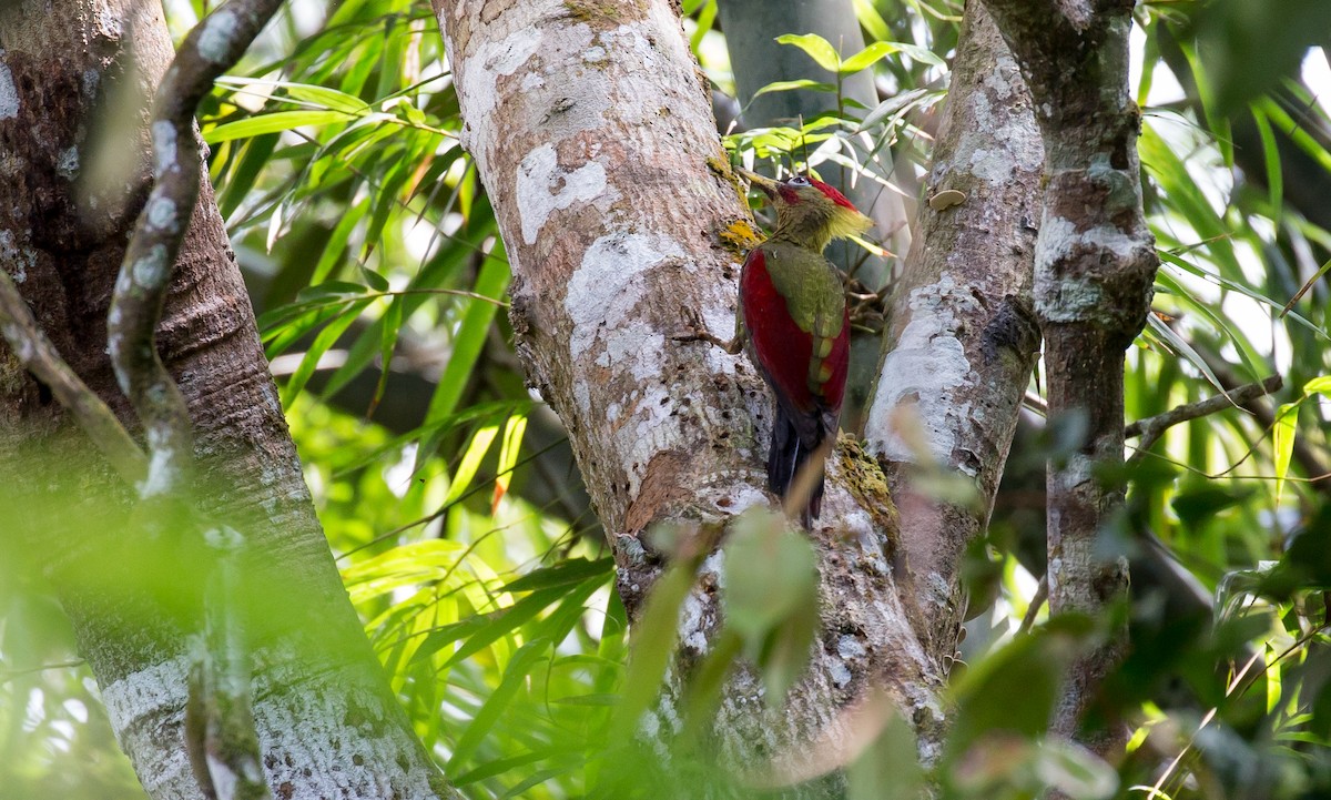 Crimson-winged Woodpecker - ML616685793