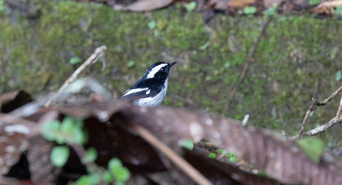 Little Pied Flycatcher - Brian Small