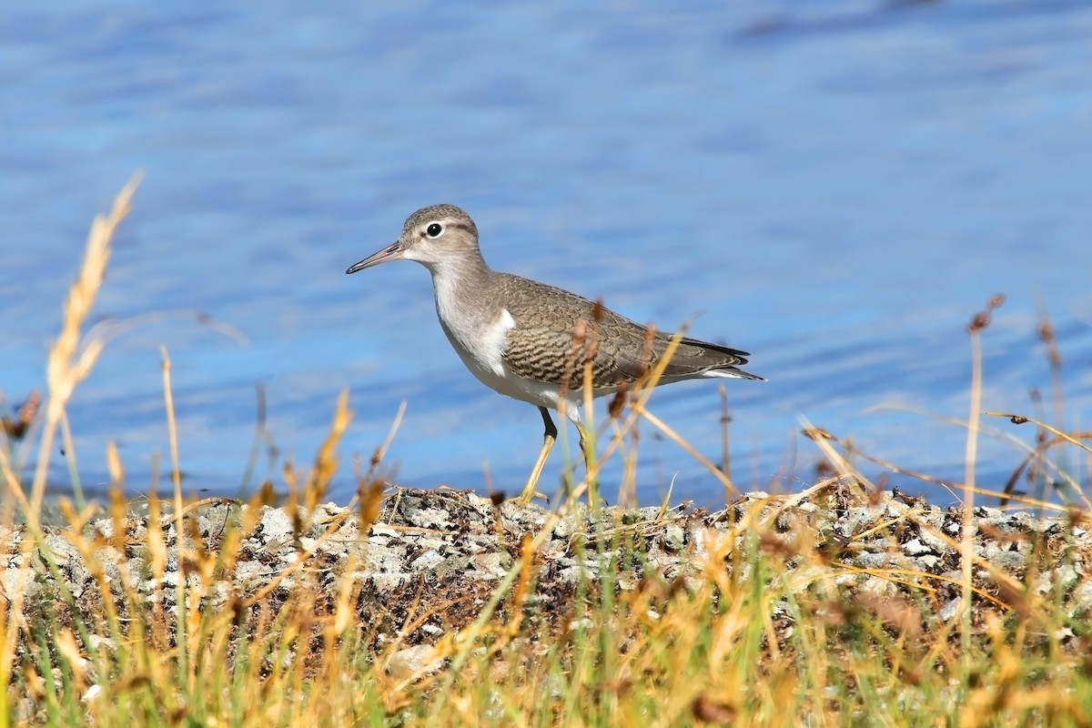 eBird Checklist 24 Aug 2023 Mono Lake Tufa State Natural Reserve 4 species