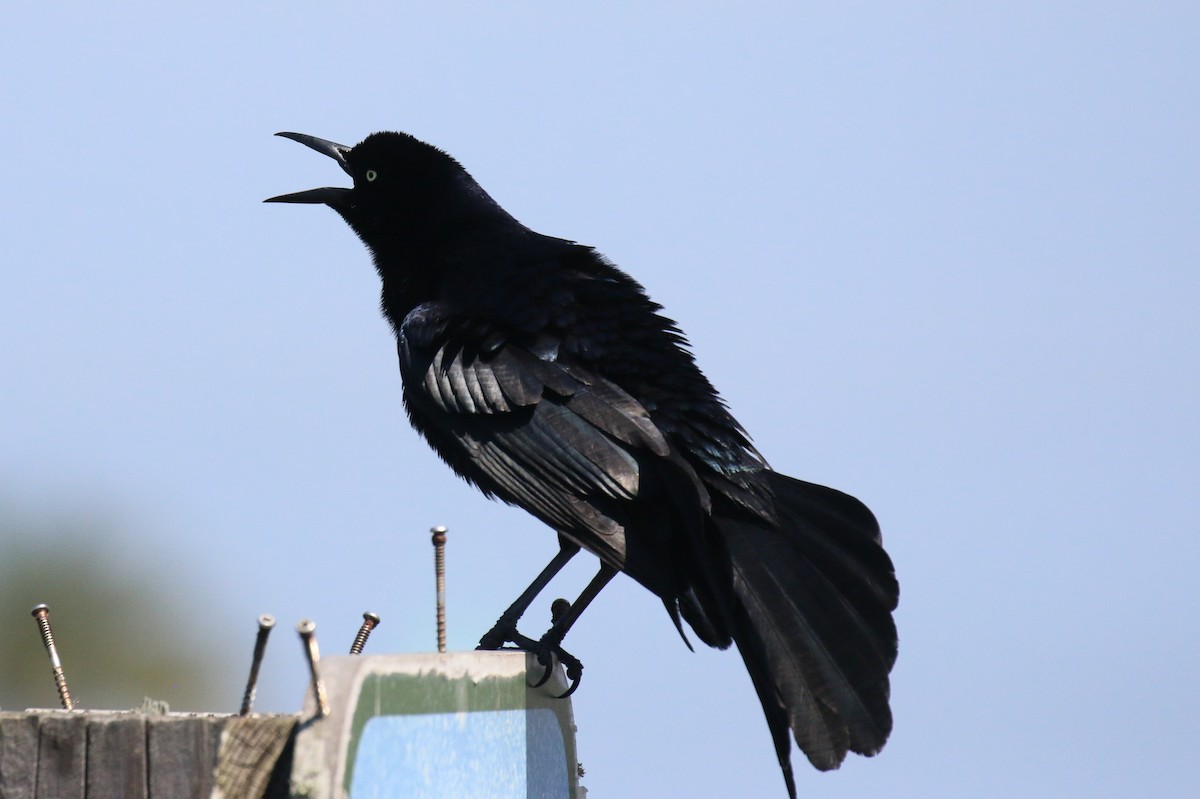 Great-tailed Grackle - ML616685884
