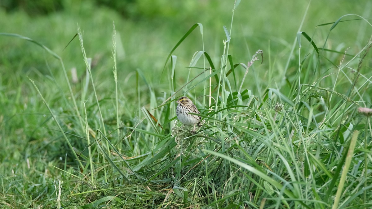 Savannah Sparrow - ML616685992