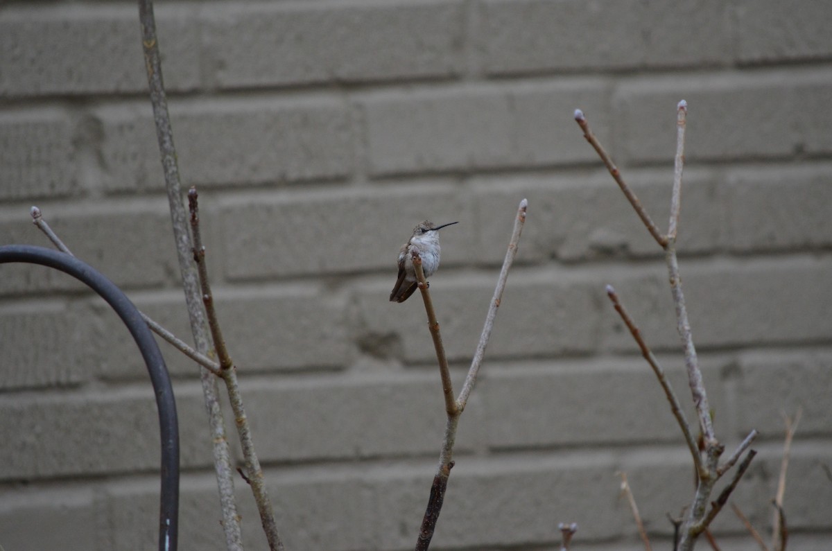 Calliope Hummingbird - ML616686026