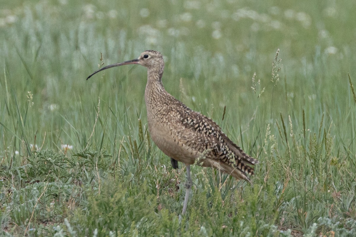 Long-billed Curlew - ML616686065