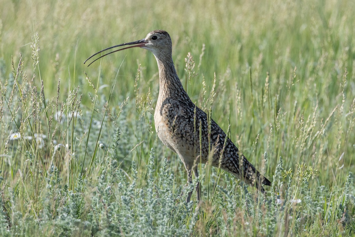 Long-billed Curlew - ML616686066
