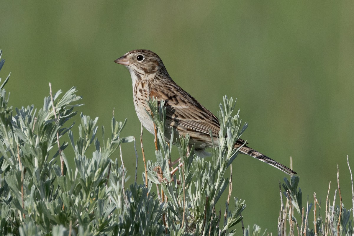 Vesper Sparrow - Robert Raffel