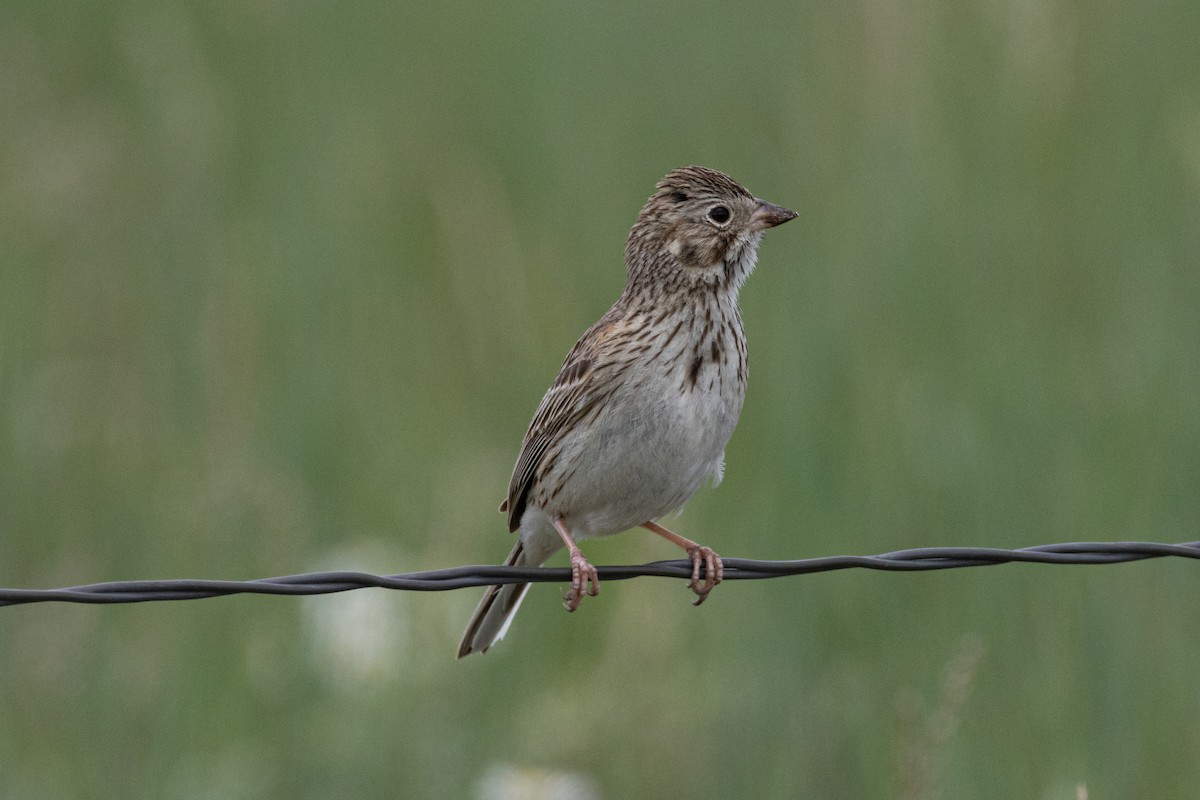 Vesper Sparrow - Robert Raffel