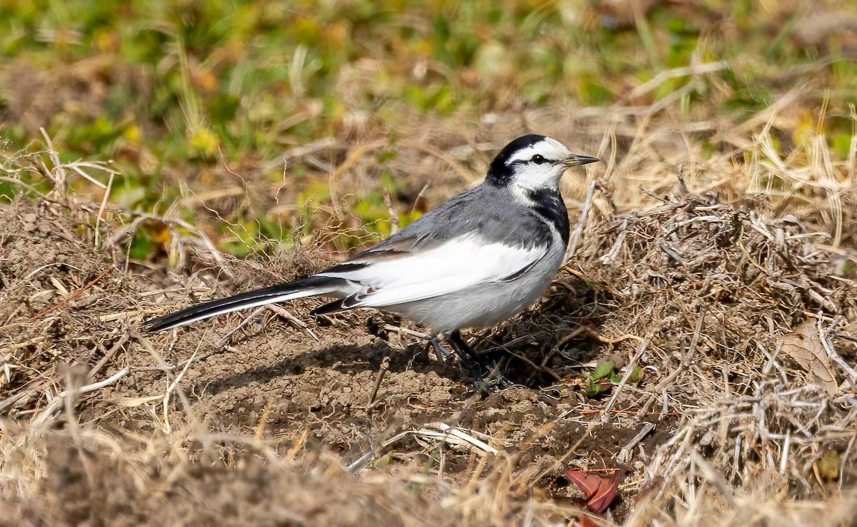 White Wagtail (Black-backed) - Dan Parliament