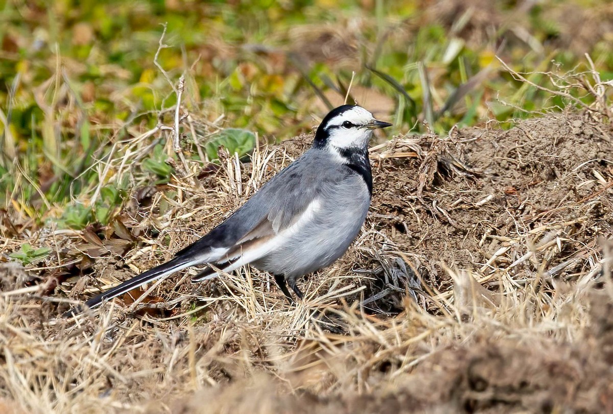 White Wagtail (Black-backed) - ML616686179