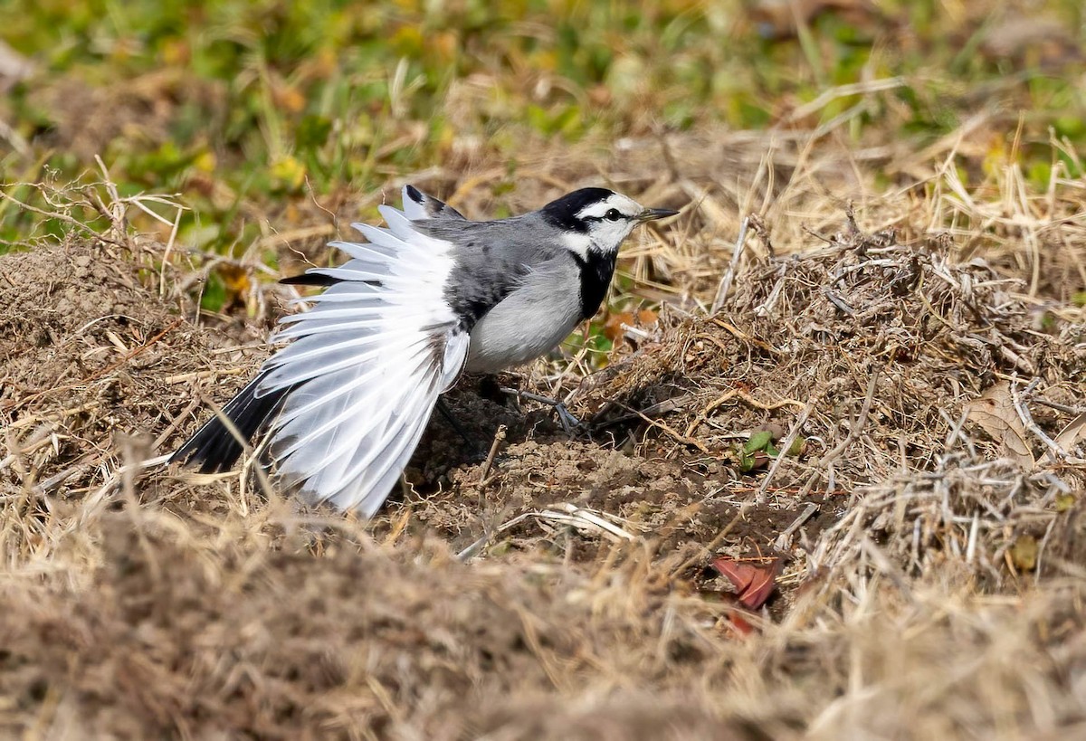 White Wagtail (Black-backed) - ML616686193