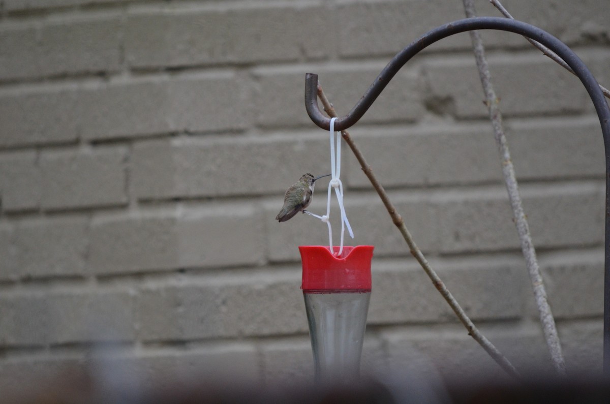 Calliope Hummingbird - ML616686321