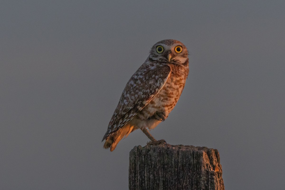 Burrowing Owl - Robert Raffel