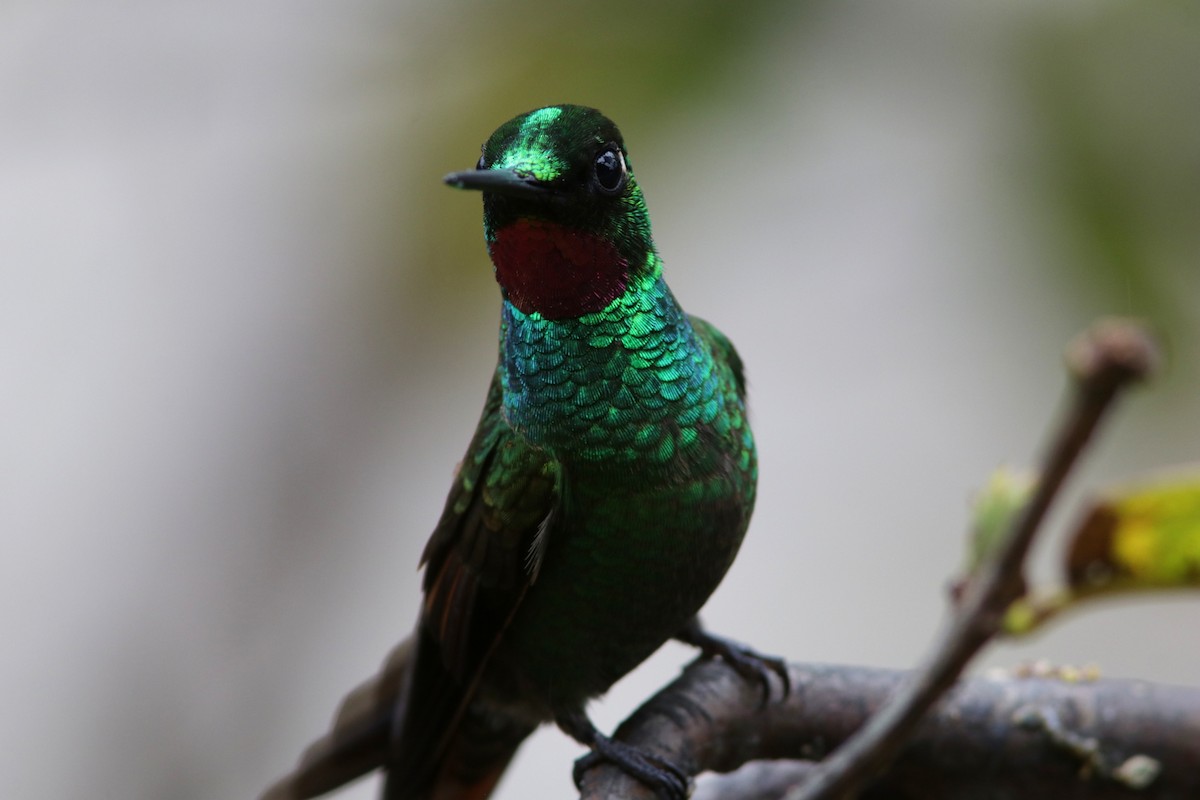 kolibřík brazilský - ML616686442