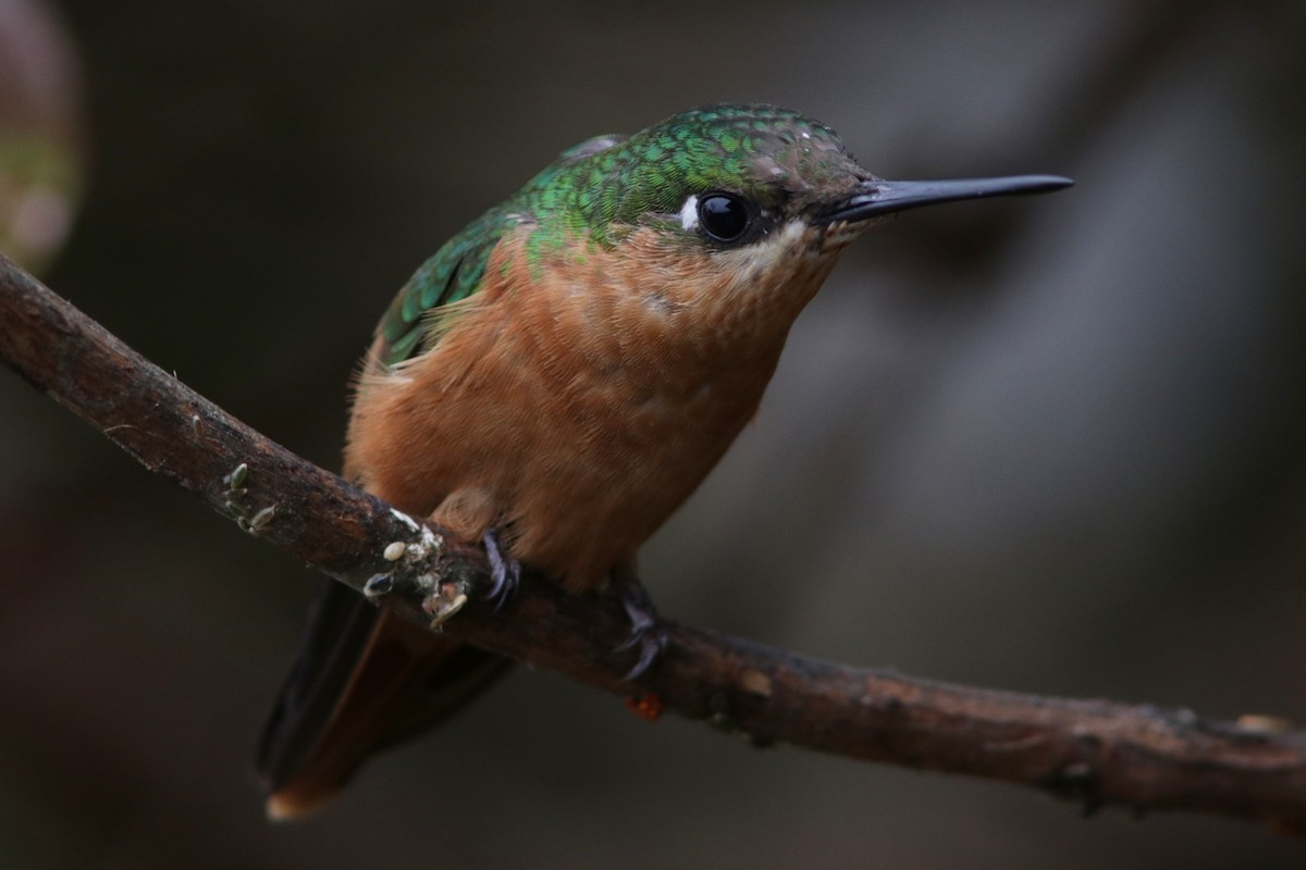 kolibřík brazilský - ML616686443