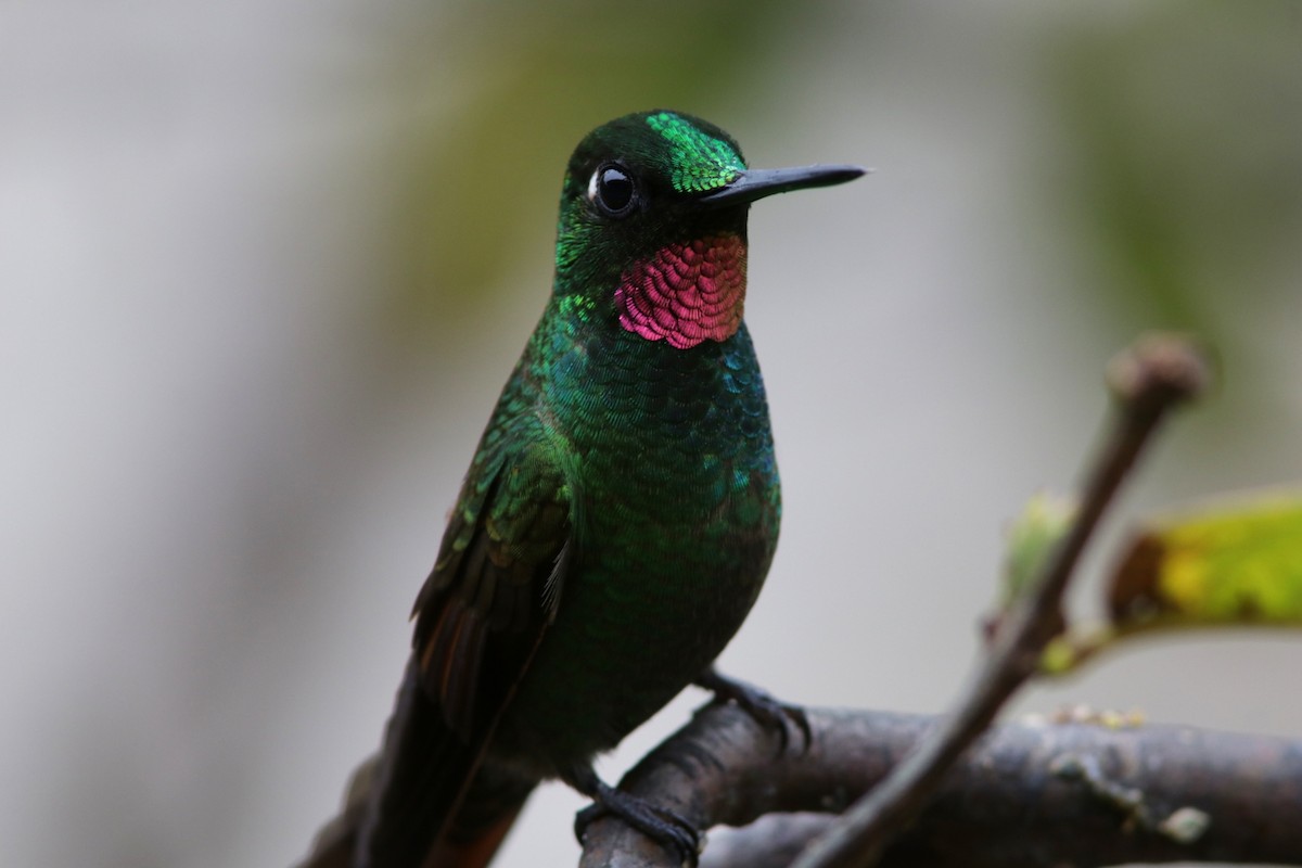 kolibřík brazilský - ML616686444