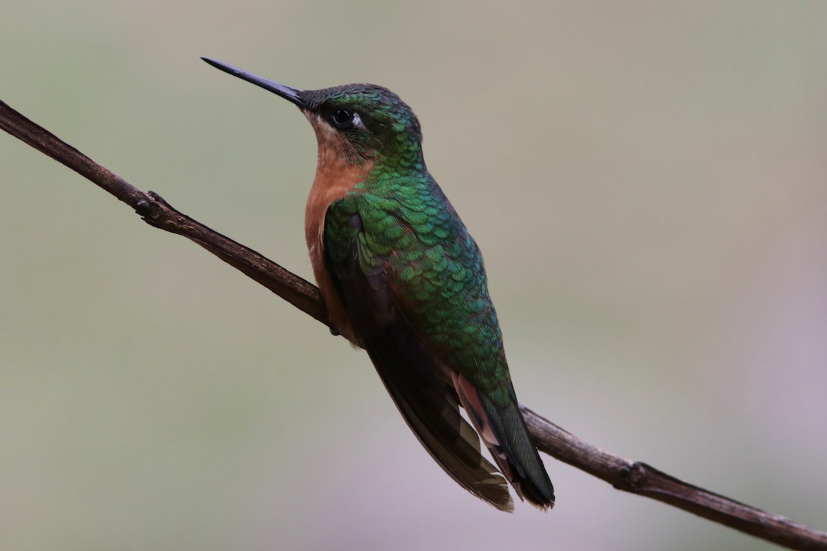 kolibřík brazilský - ML616686446