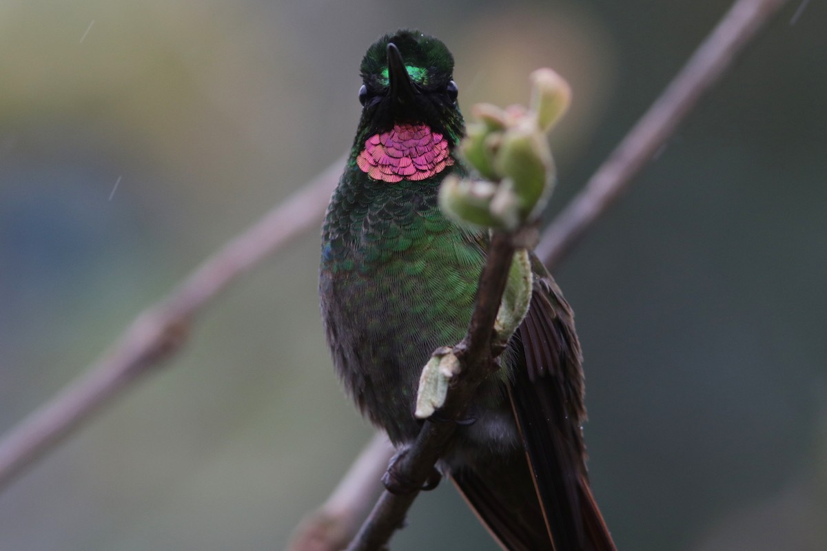 kolibřík brazilský - ML616686447