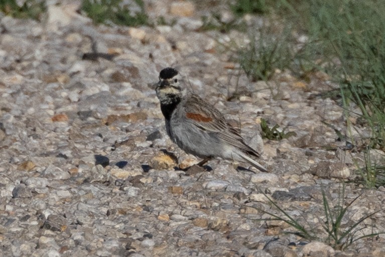 Thick-billed Longspur - ML616686472