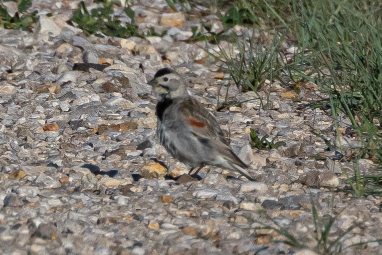 Thick-billed Longspur - ML616686474