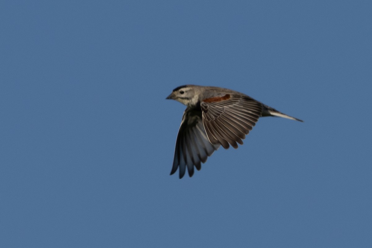Thick-billed Longspur - ML616686475