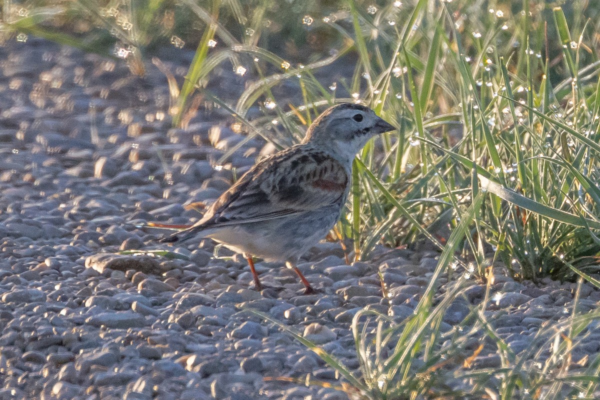 Thick-billed Longspur - ML616686477