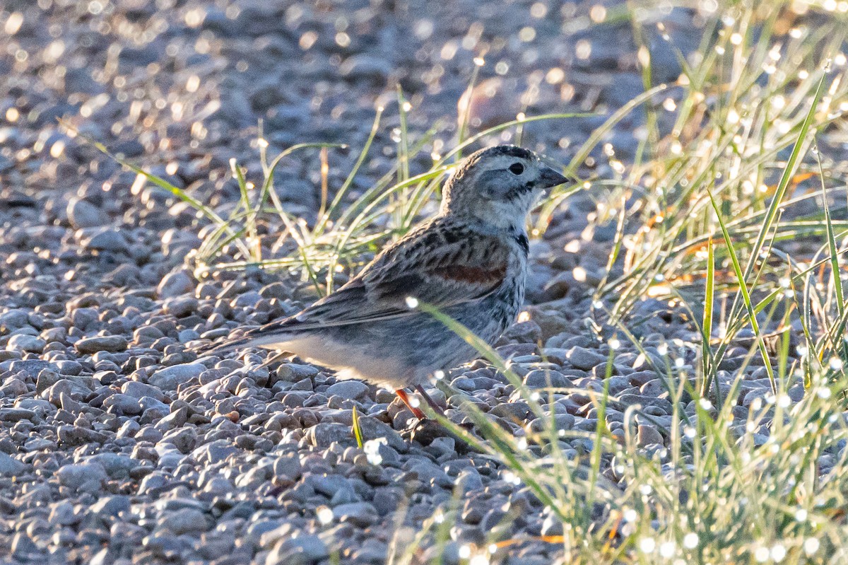 Thick-billed Longspur - ML616686478