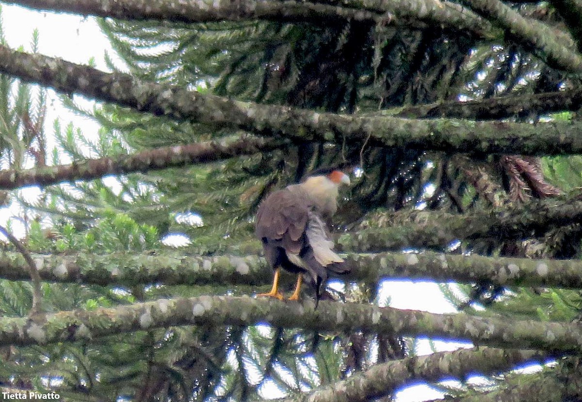 Crested Caracara (Southern) - ML616686507