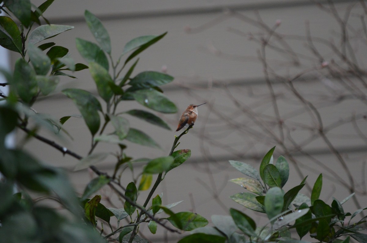 Rufous Hummingbird - Skip Smith