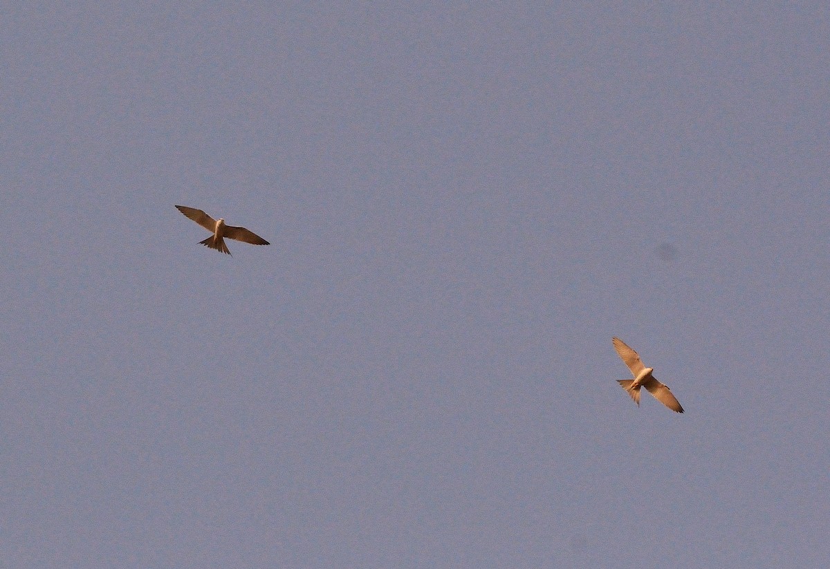 Scissor-tailed Kite - ML616686519