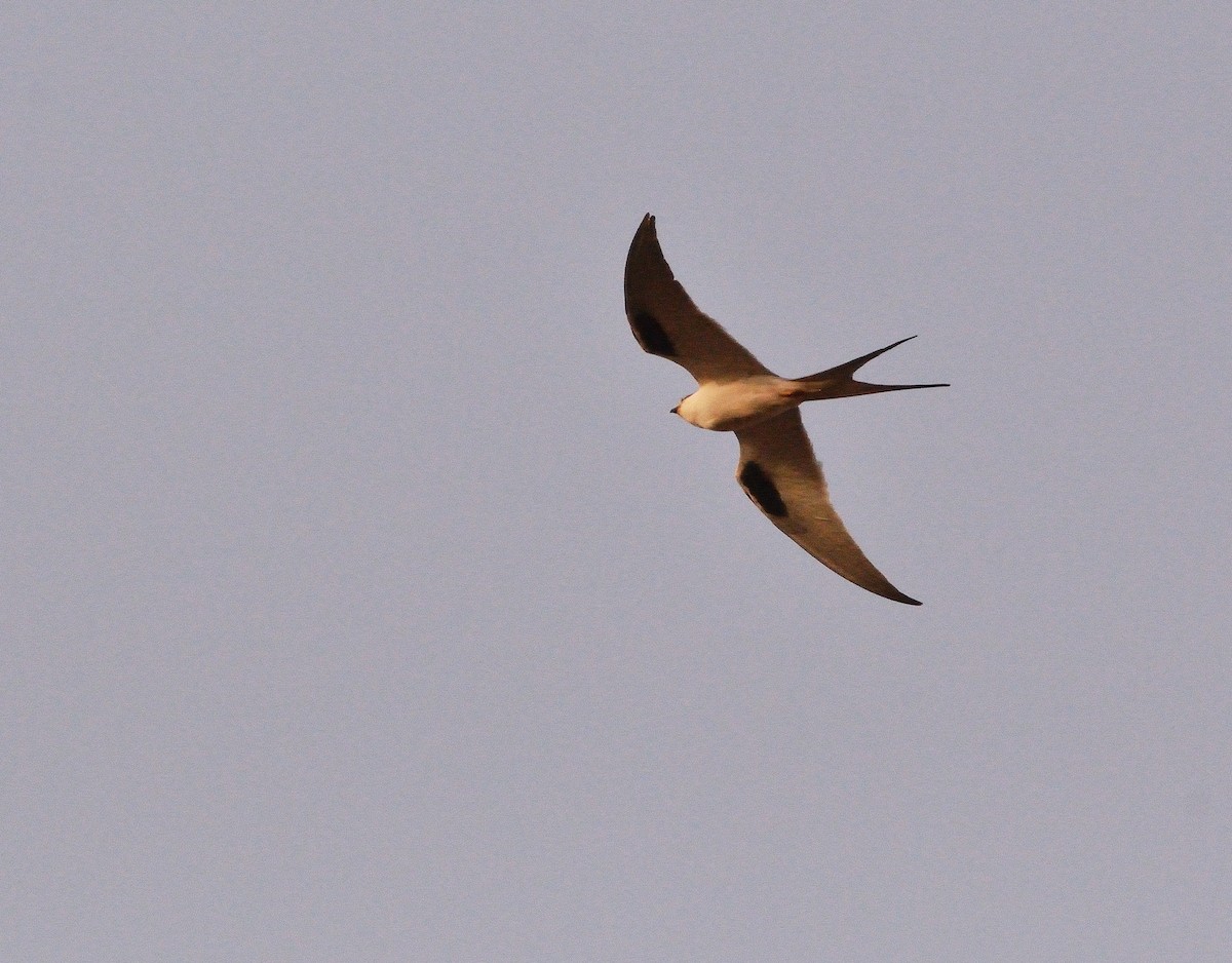 Scissor-tailed Kite - ML616686522