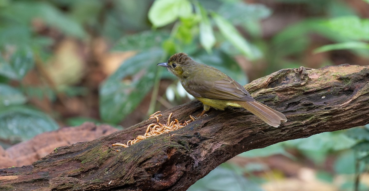 Yellow-bellied Bulbul - Brian Small