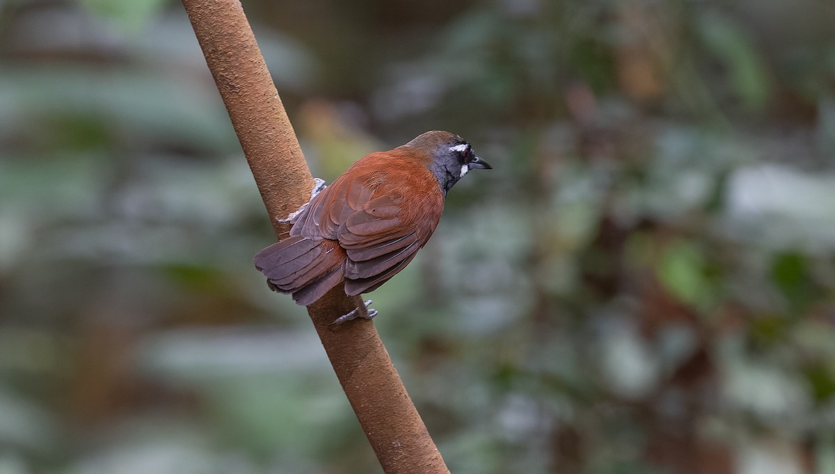 Black-throated Babbler - Brian Small