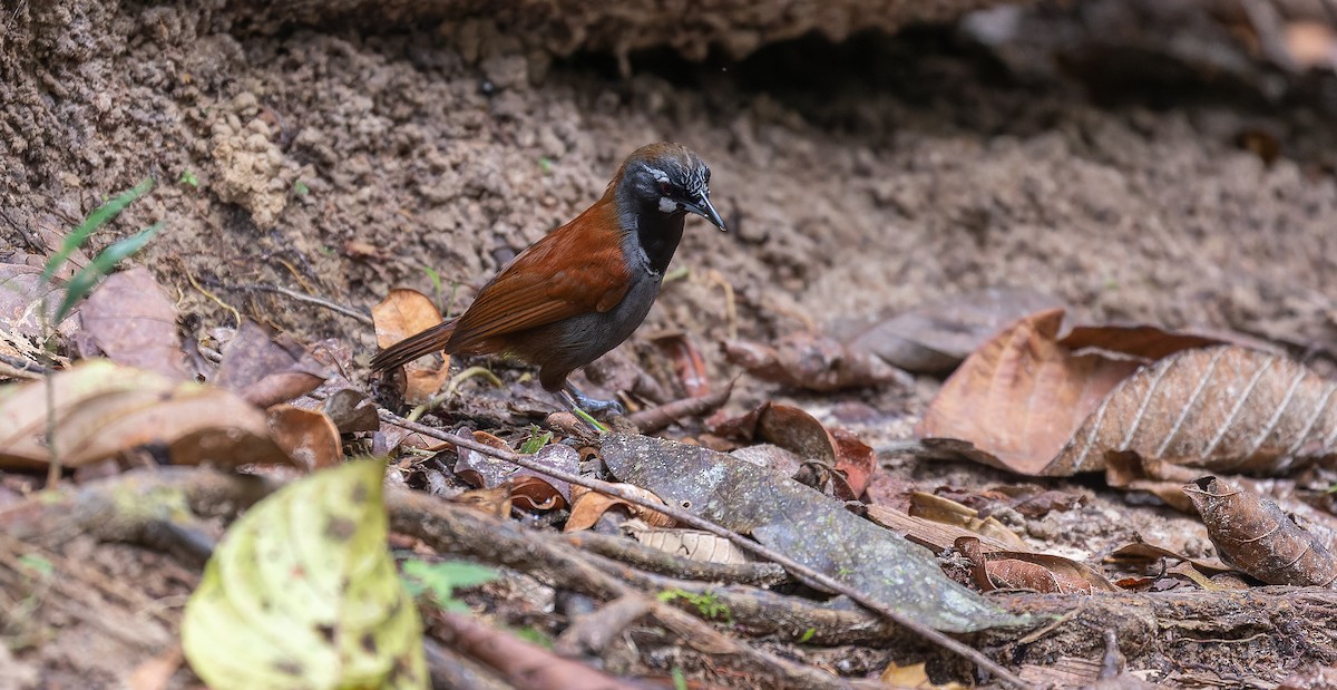 Black-throated Babbler - Brian Small