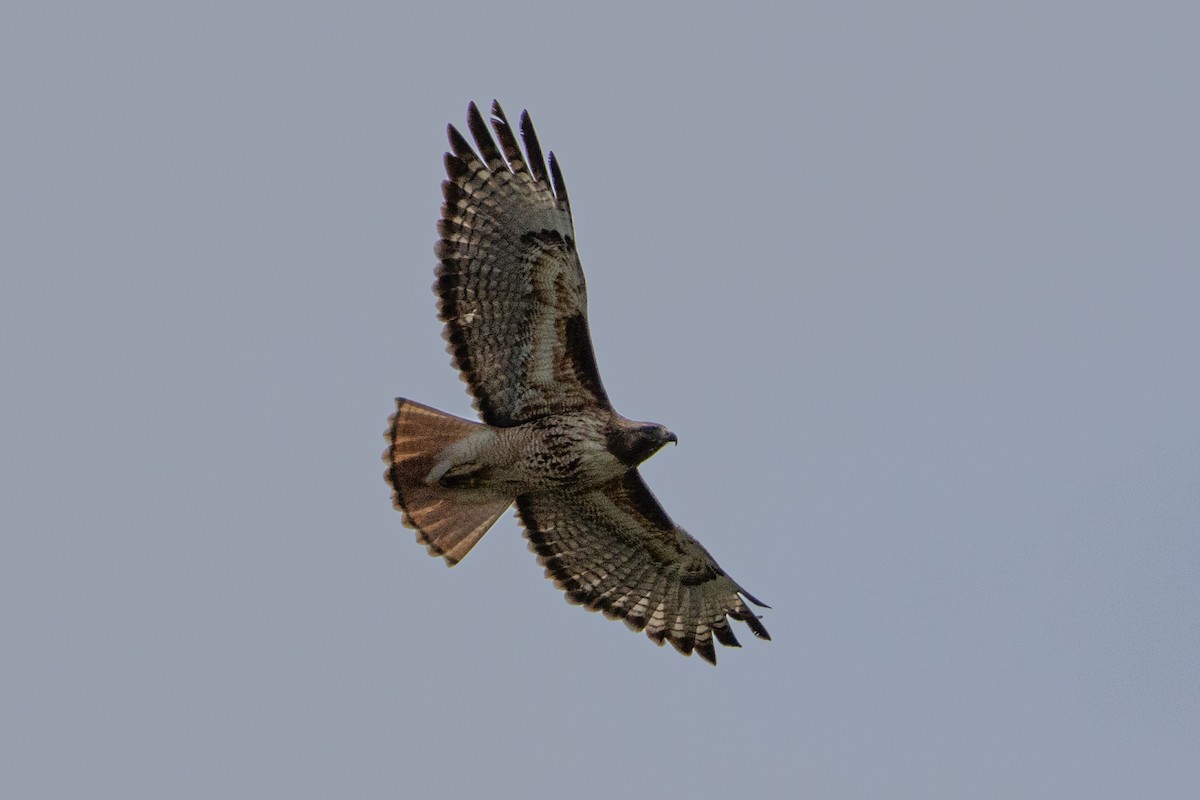 Red-tailed Hawk - Robert Raffel
