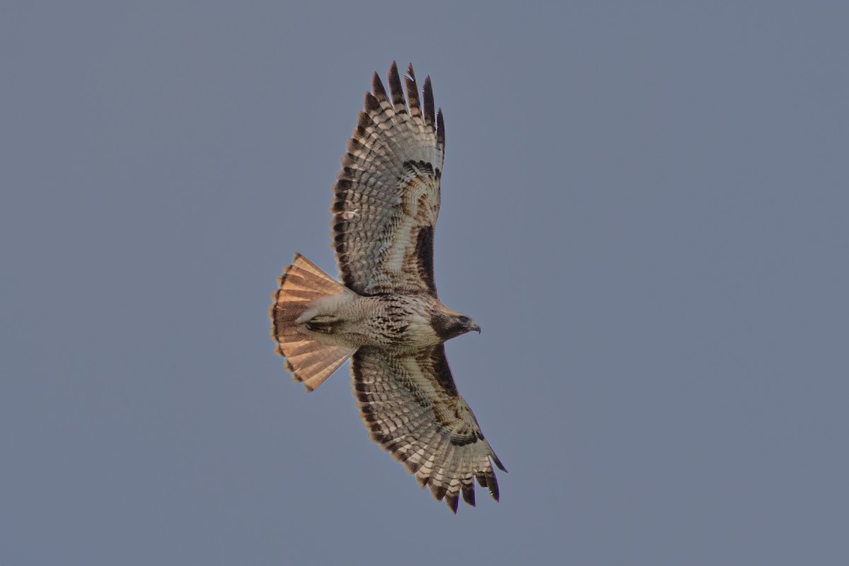 Red-tailed Hawk - ML616686860
