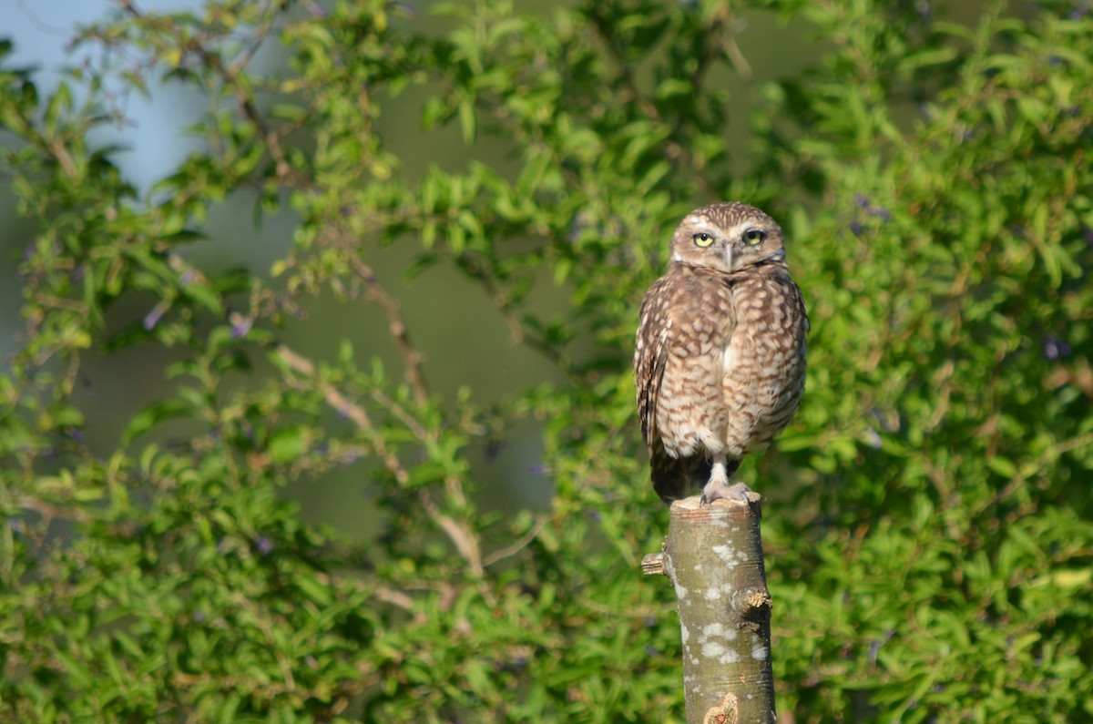 Burrowing Owl - silvia sokolovsky