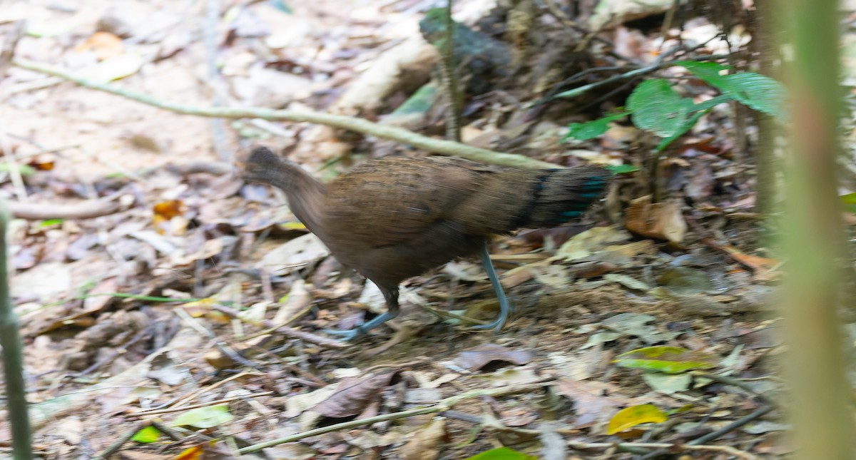 Malayan Peacock-Pheasant - ML616686879