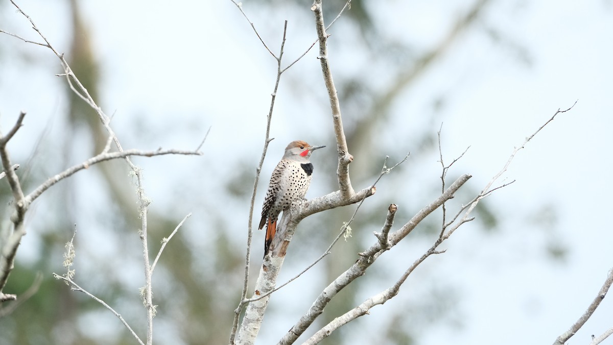 Northern Flicker (Red-shafted) - ML616686909