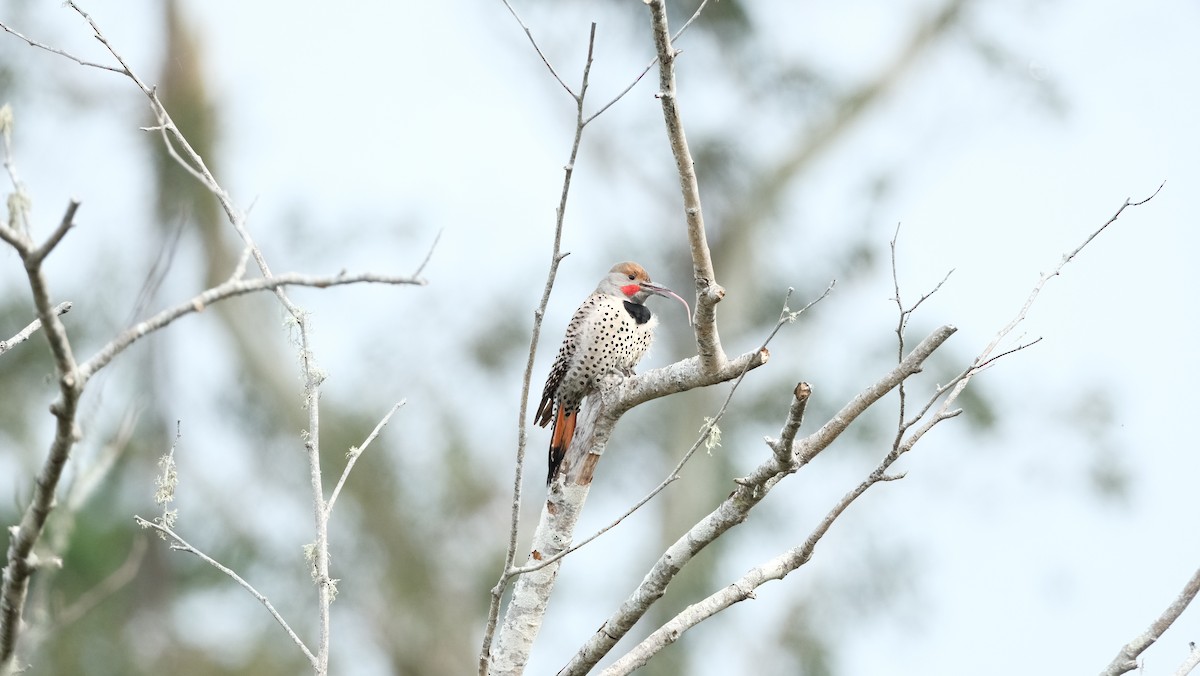 Northern Flicker (Red-shafted) - ML616686912