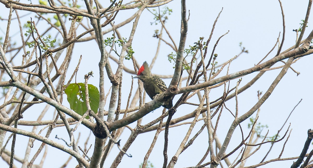 Gray-and-buff Woodpecker - ML616686913