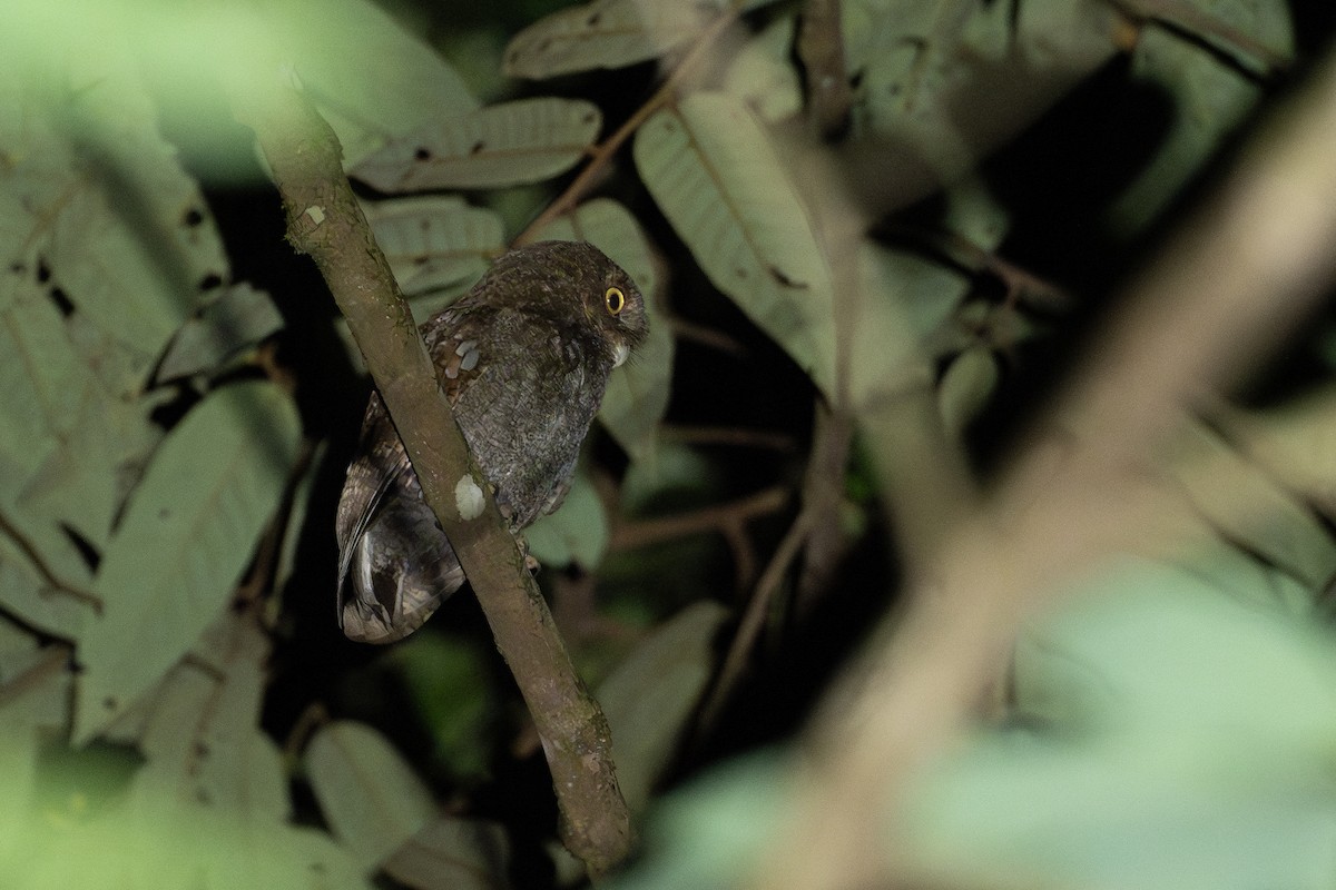 Puntarenas Screech-Owl (undescribed form) - Joshua Covill