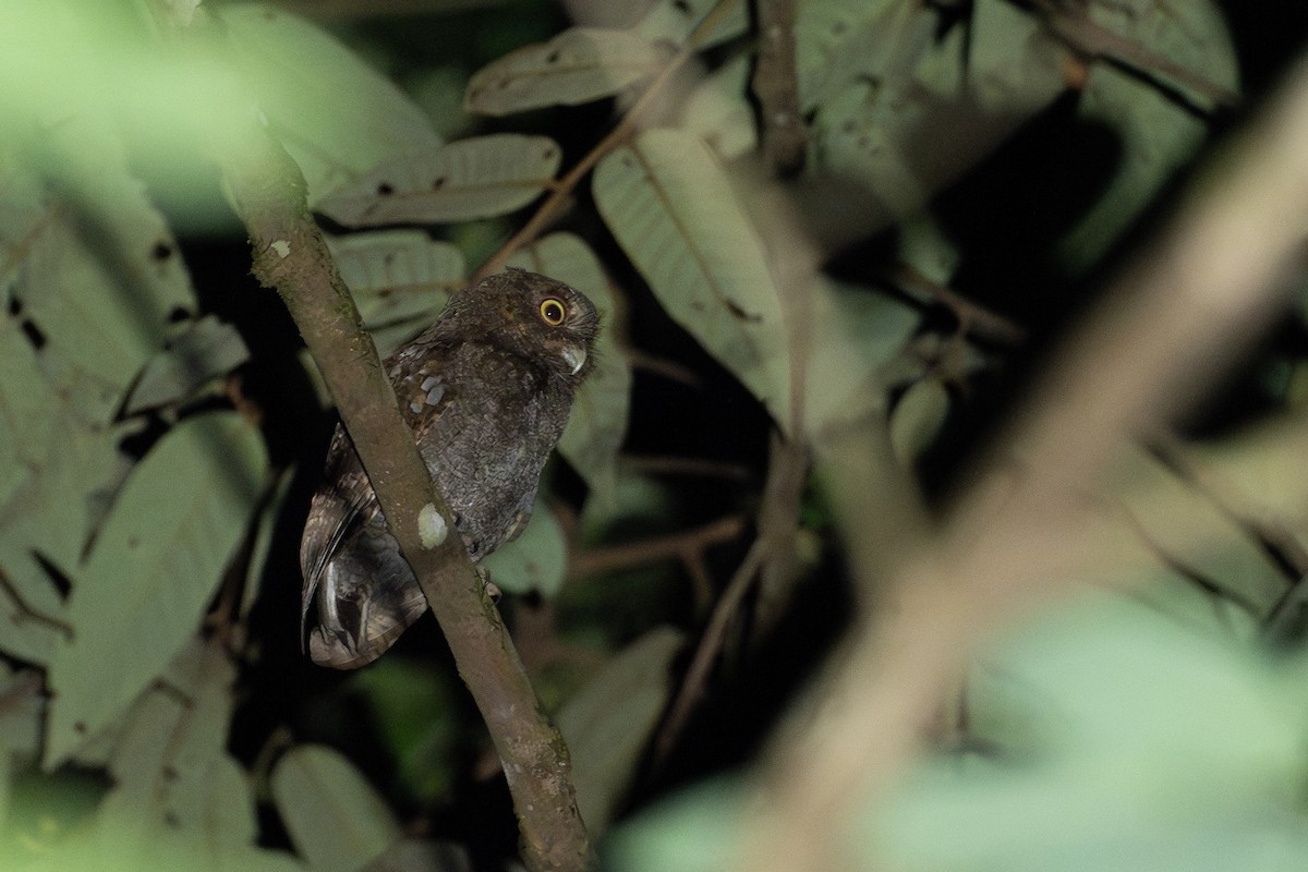 Puntarenas Screech-Owl (undescribed form) - ML616686916